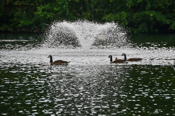 Fishing Club Geese Swimming