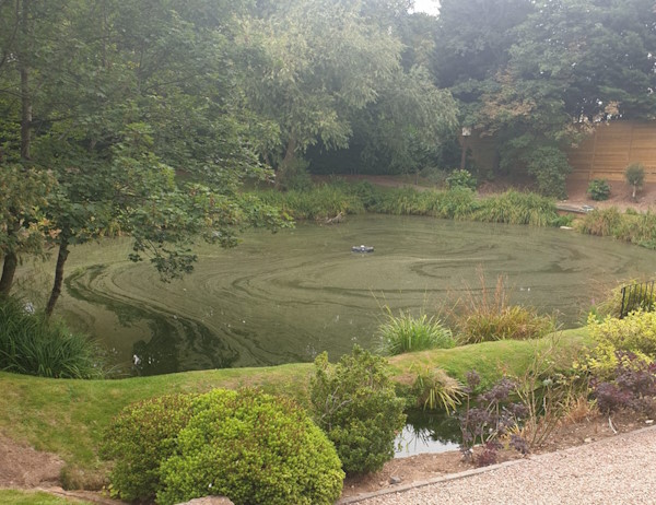 Bio-Film Oily Residue on Lake