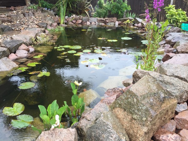 Beautiful Pond With Lilies