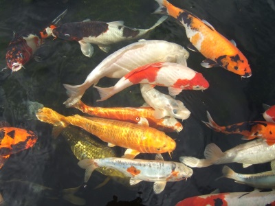 Koi Carp