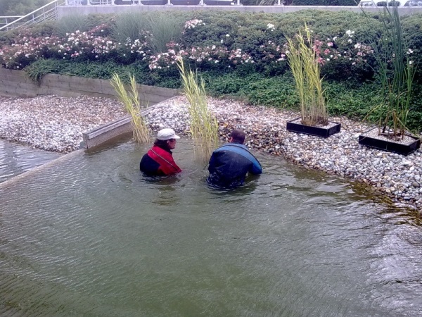 Pond planting