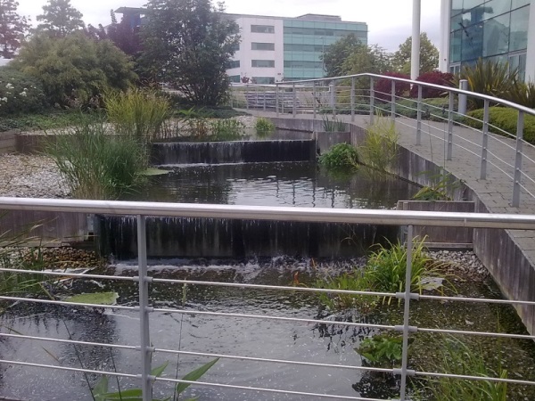 Pond planting